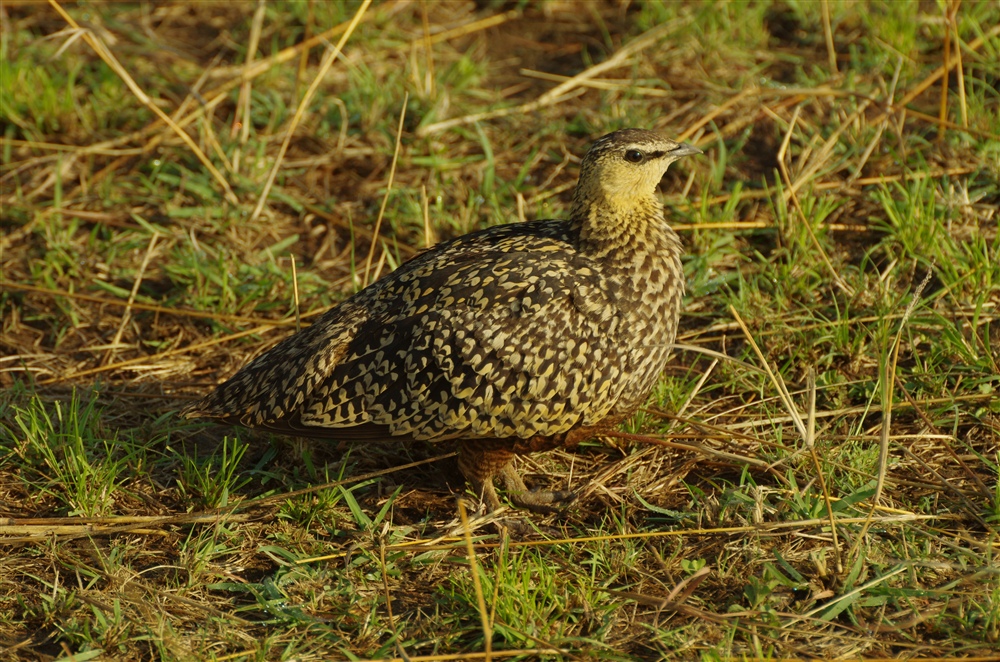 Yellow-throated Sandgrouse