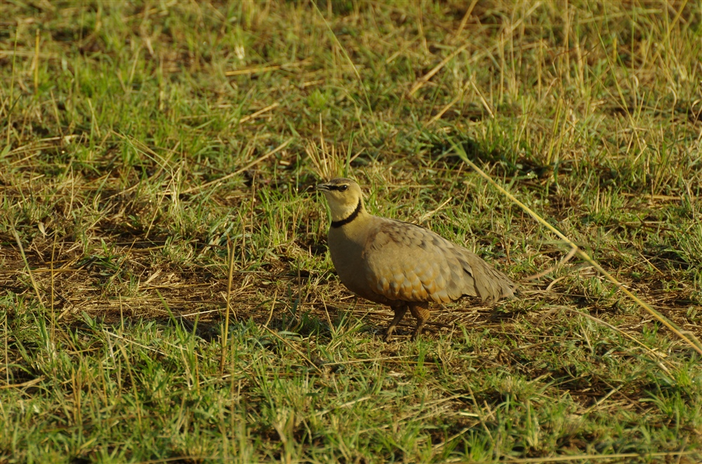 Yellow-throated Sandgrouse