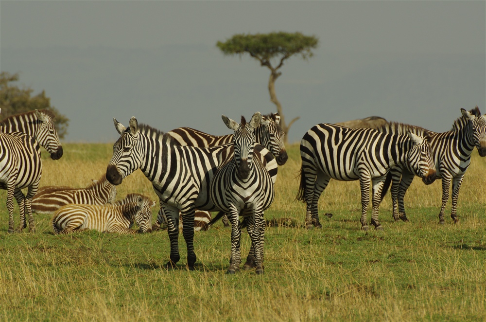 Common Zebra