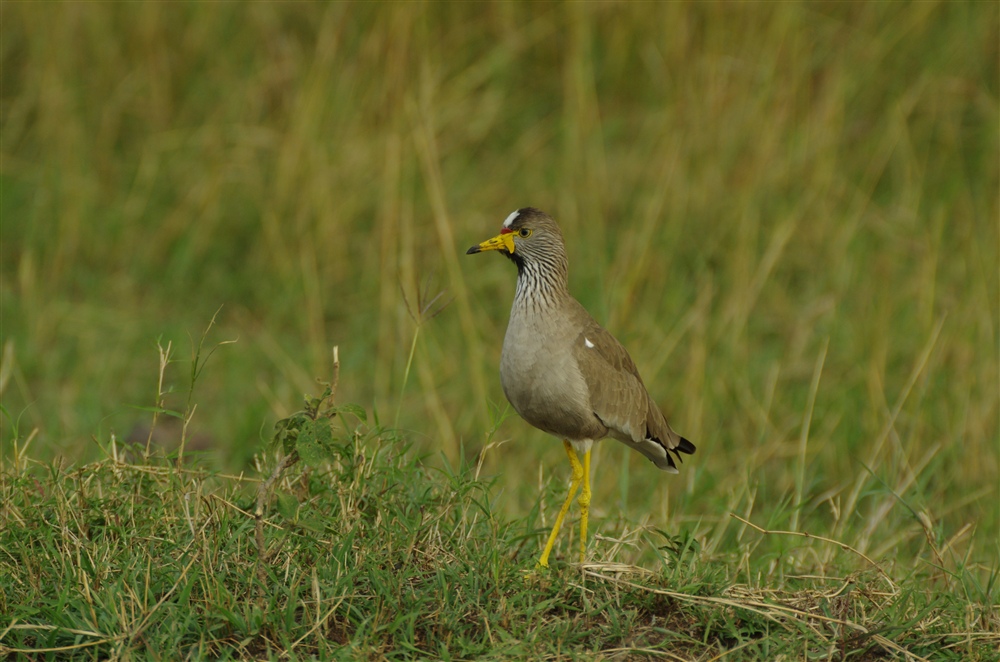 African Wattled Lapwing