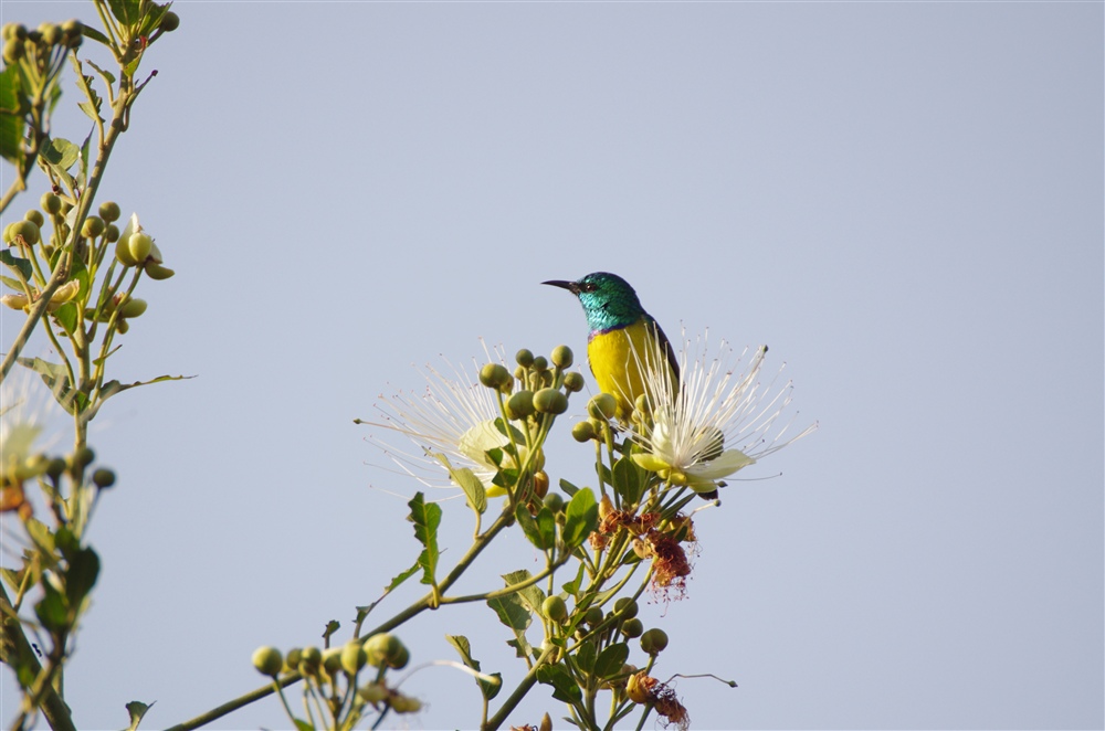 Collard Sunbird