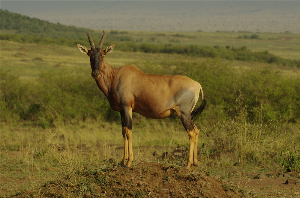 Topi