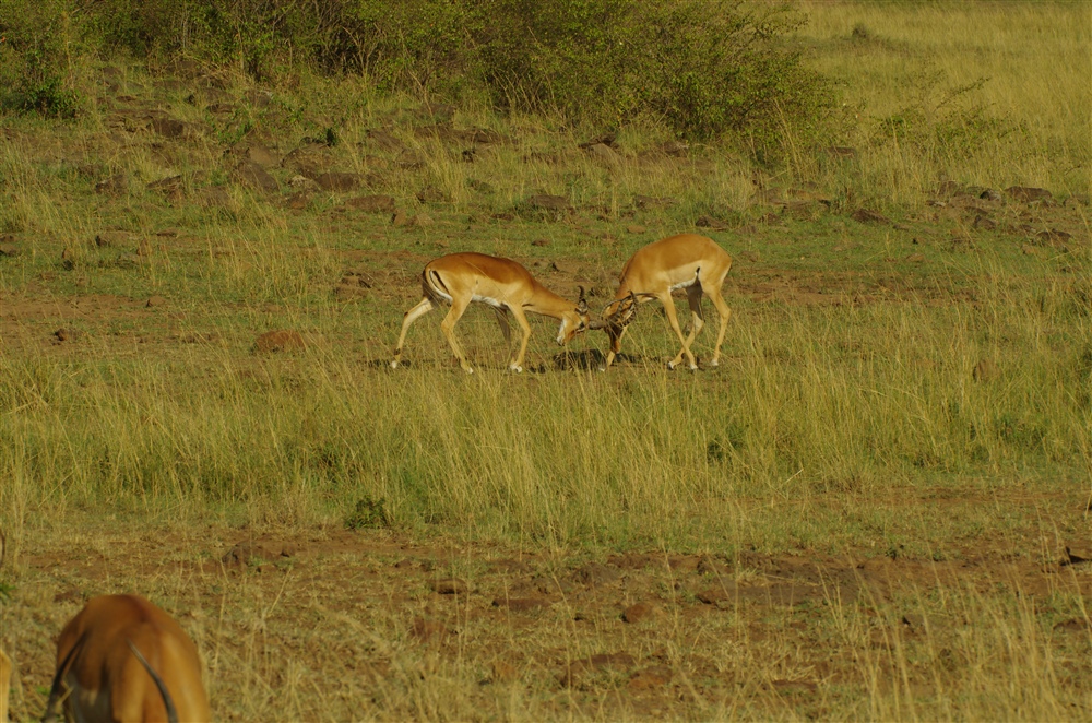 Impala