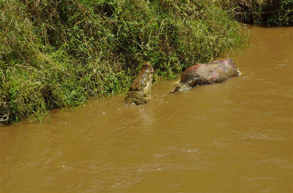 Crocodile