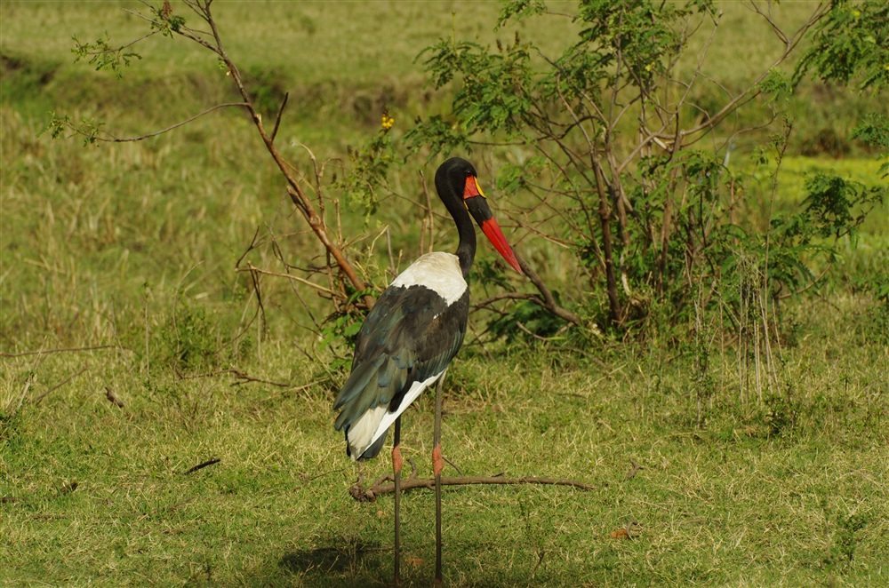 Saddle-billed Stork