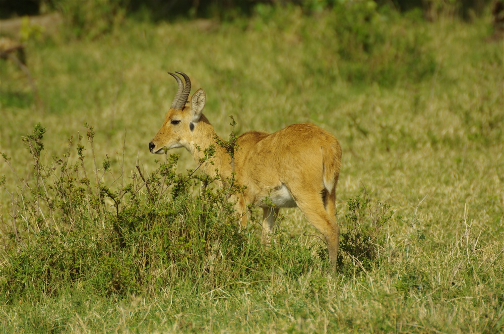 Reed Buck