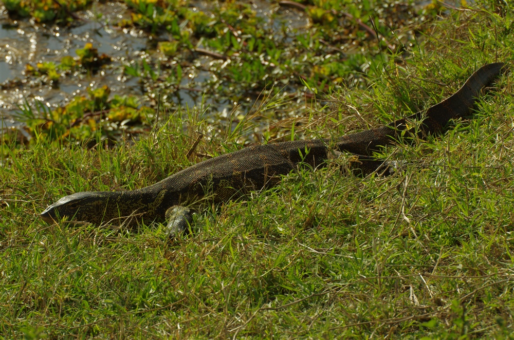 Monitor Lizard