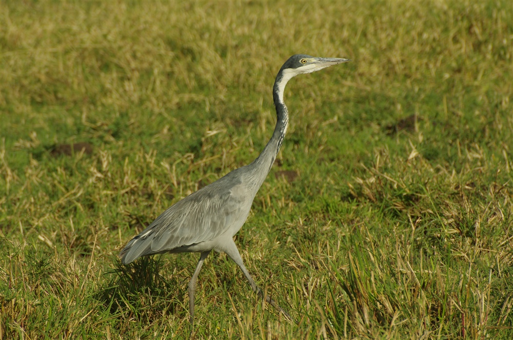 Black-headed Heron