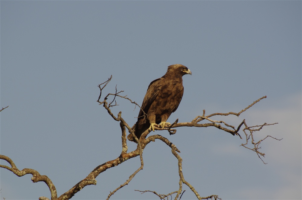 Tawny Eagle