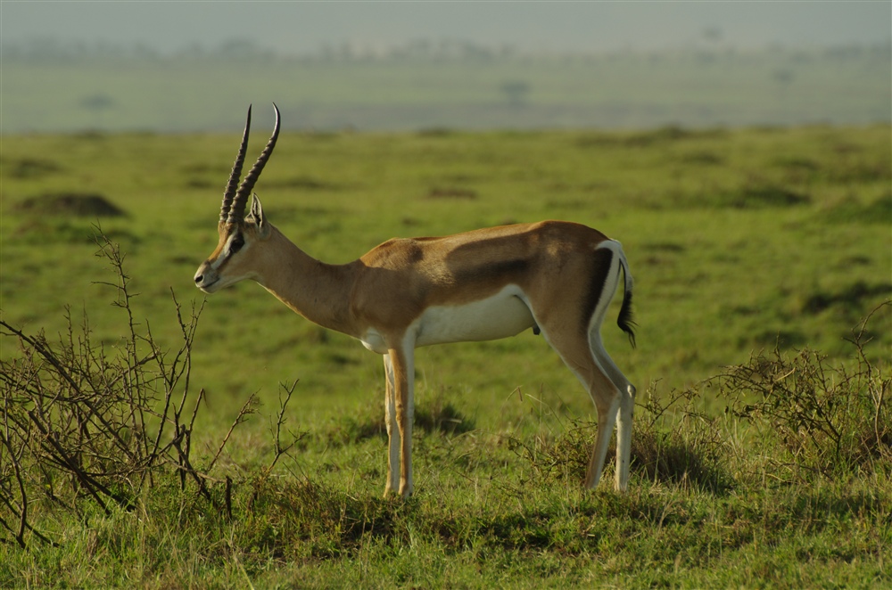 Grant's Gazelle