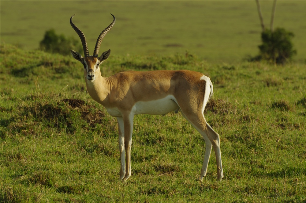 Grant's Gazelle