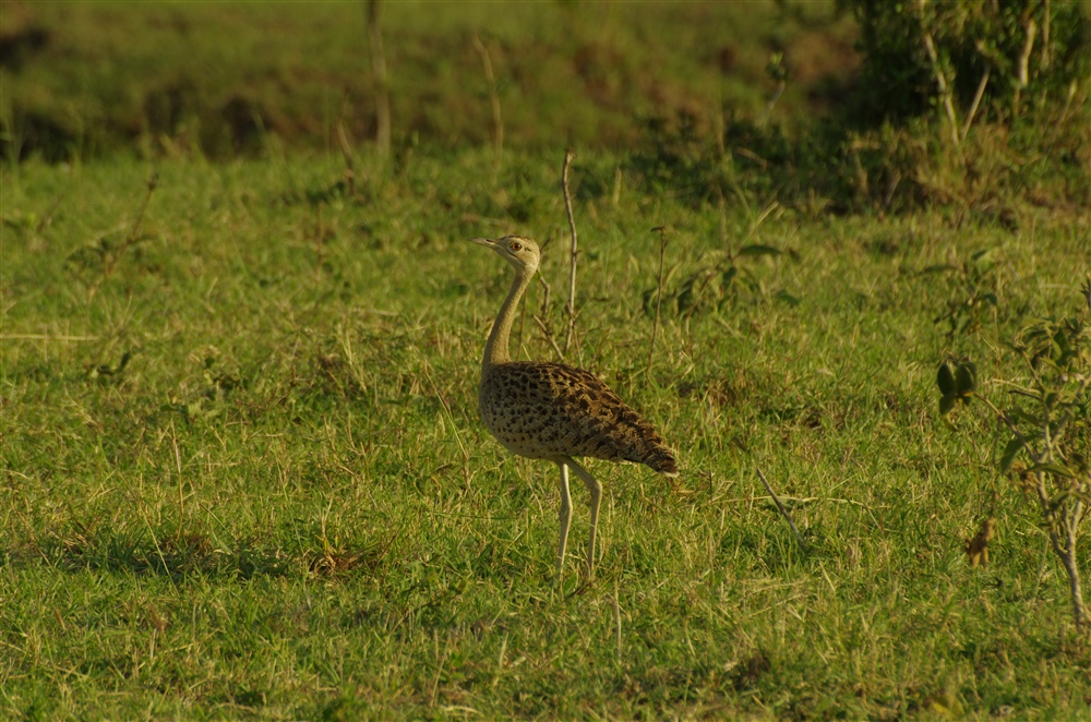 Black-bellied Bustard