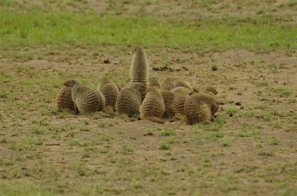 Banded Mongoose