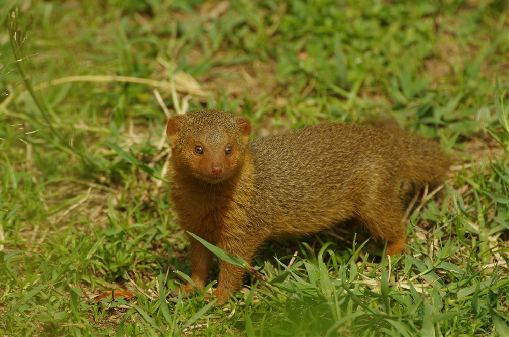 Dwarf Mongoose