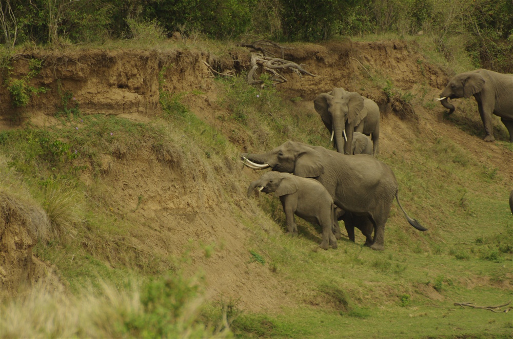 Elephant