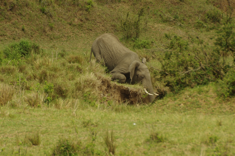 Elephant