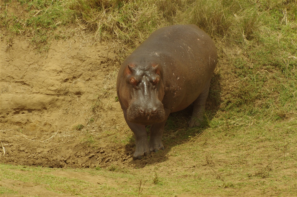 Hippopotamus