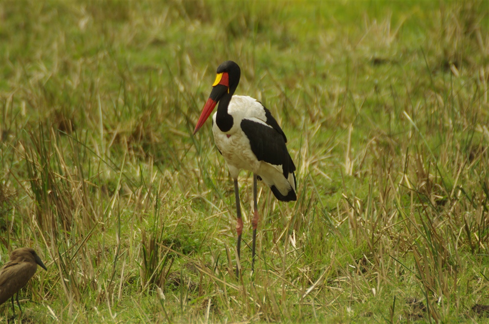 Saddle-billed Stork