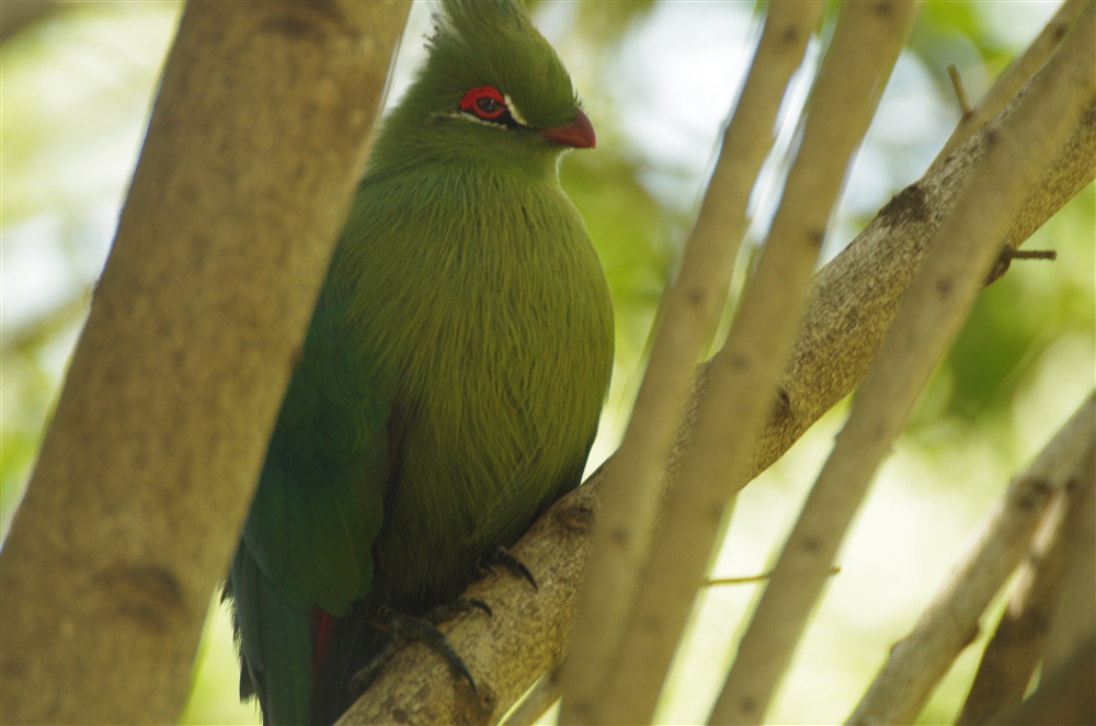 Schalow's Turaco