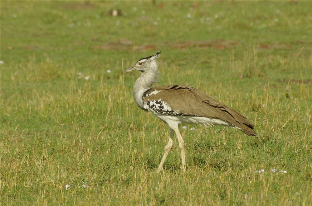 Kori Bustard