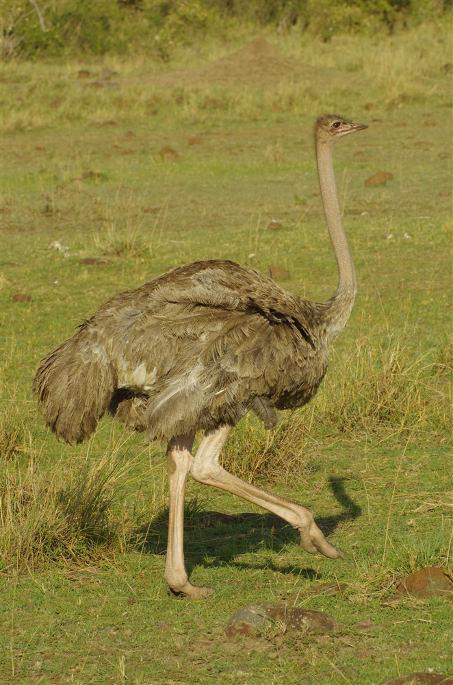 Common Ostrich