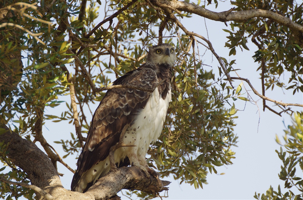 Martial Eagle