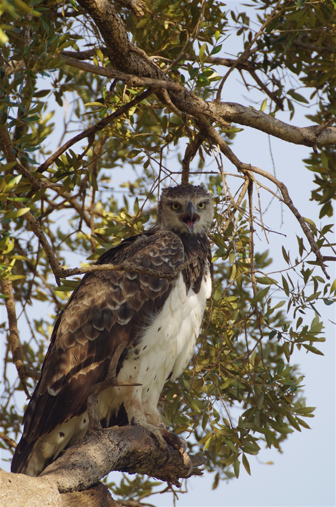 Martial Eagle