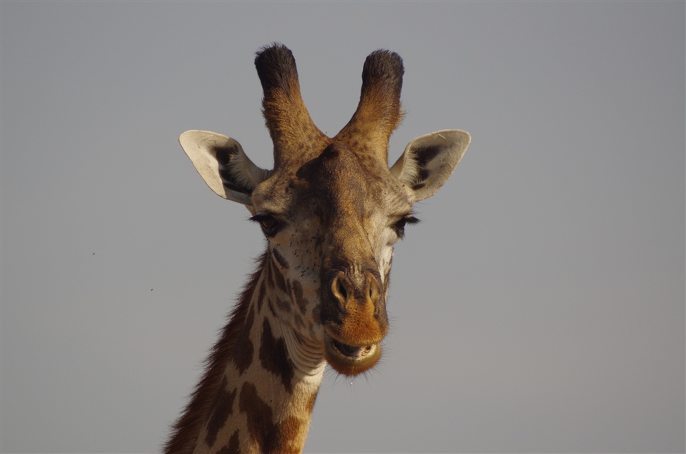 Masai Giraffe