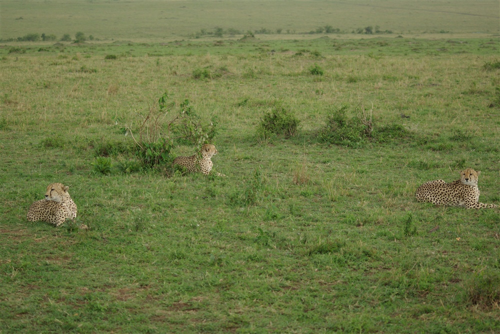 Cheetah