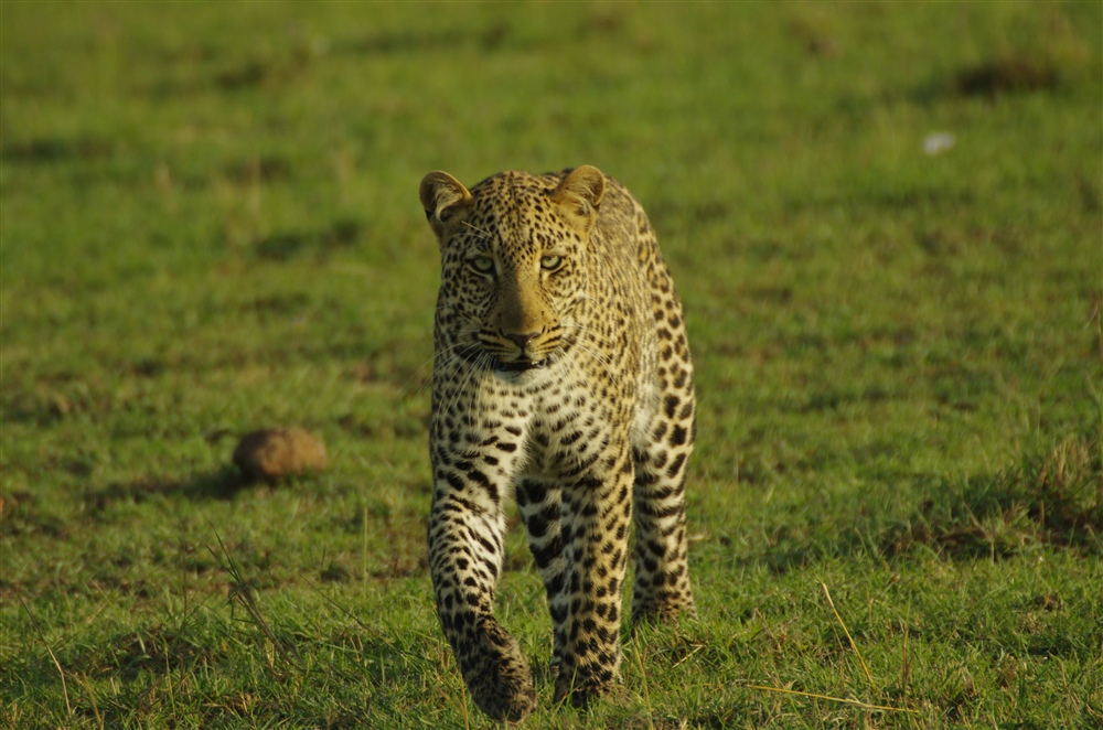 Leopard