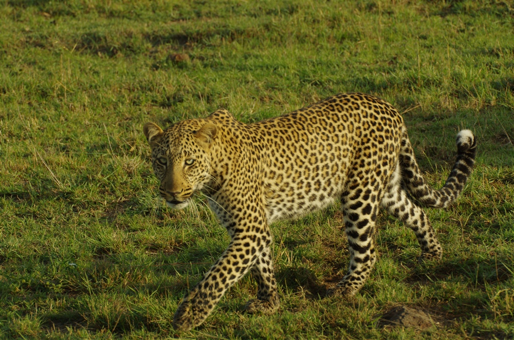 Leopard