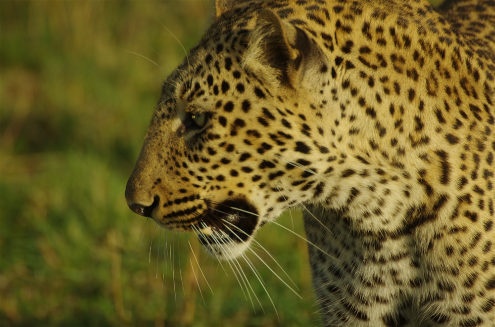 Leopard