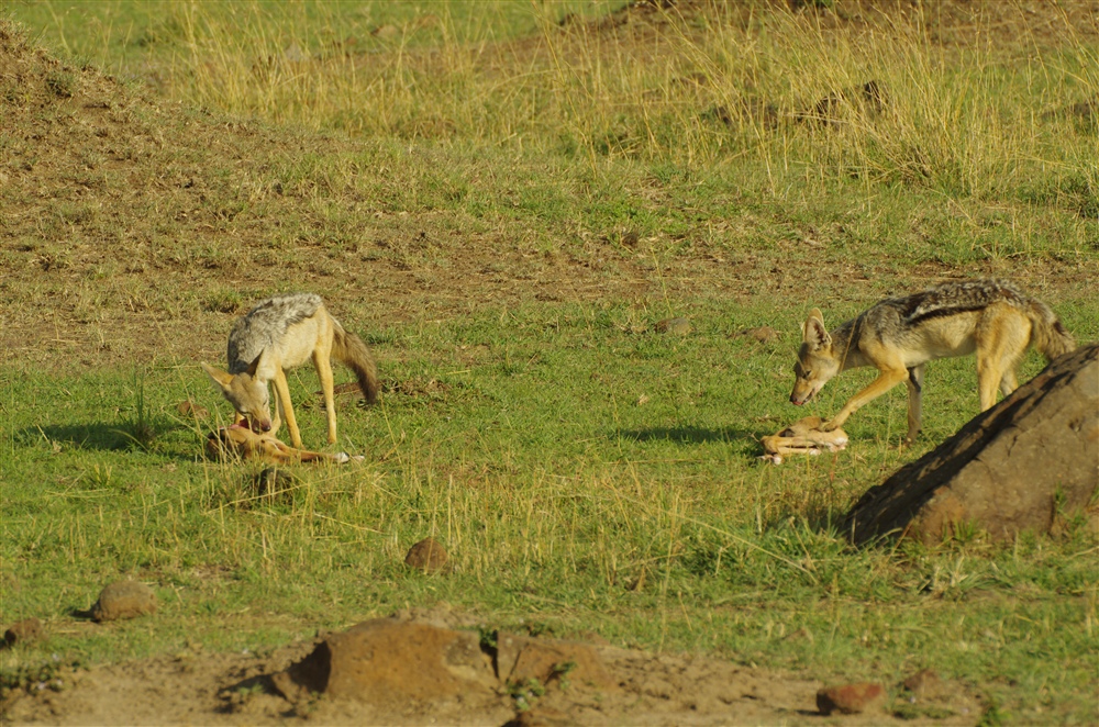 Black-backed Jackal