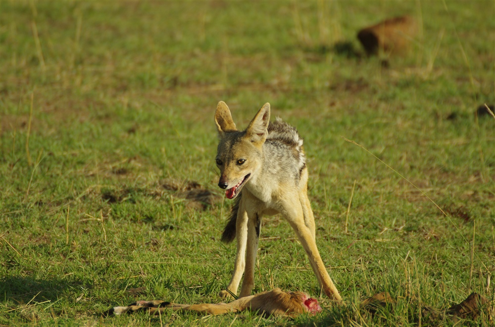 Black-backed Jackal