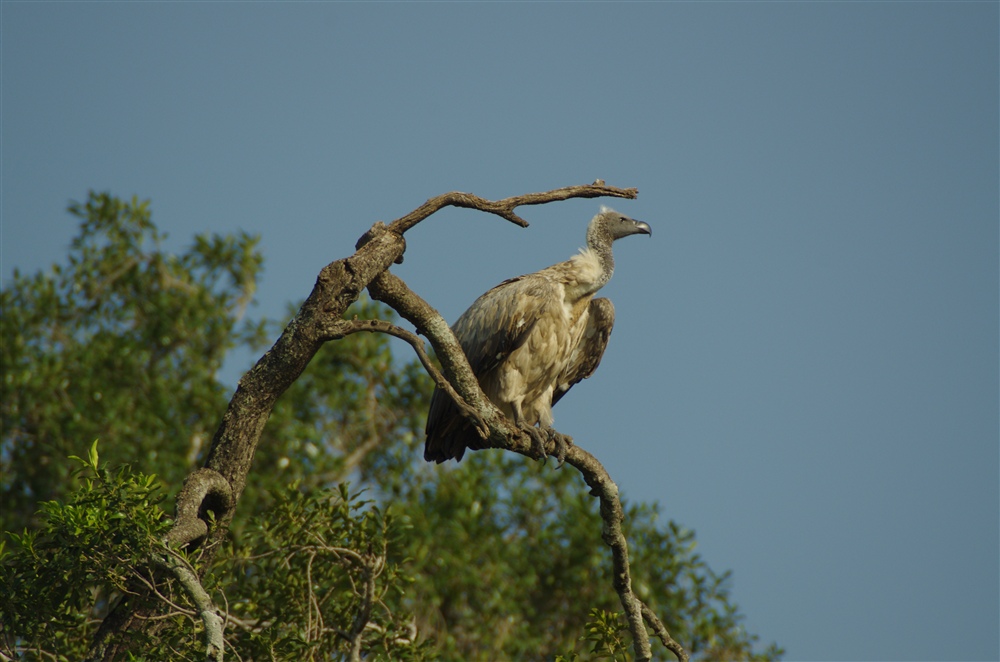 African White-backed Vulture