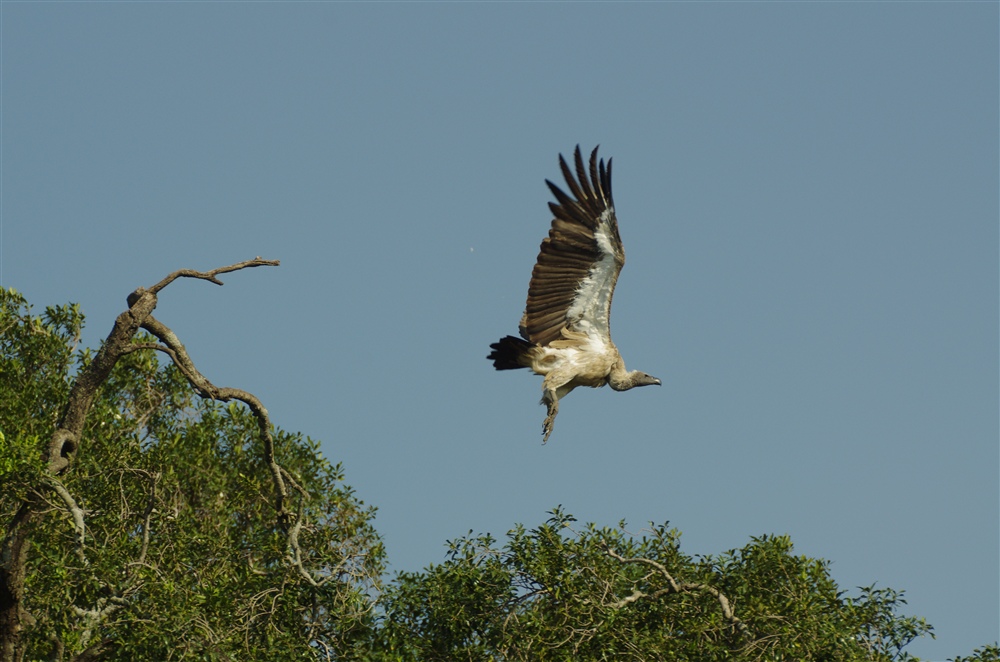 African White-backed Vulture