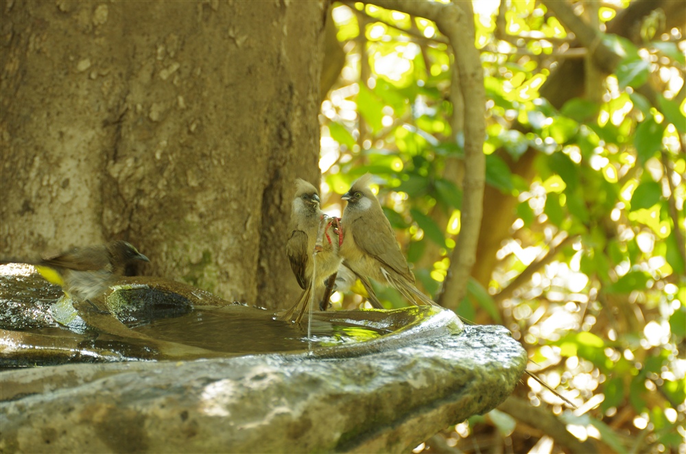Speckled Mousebird