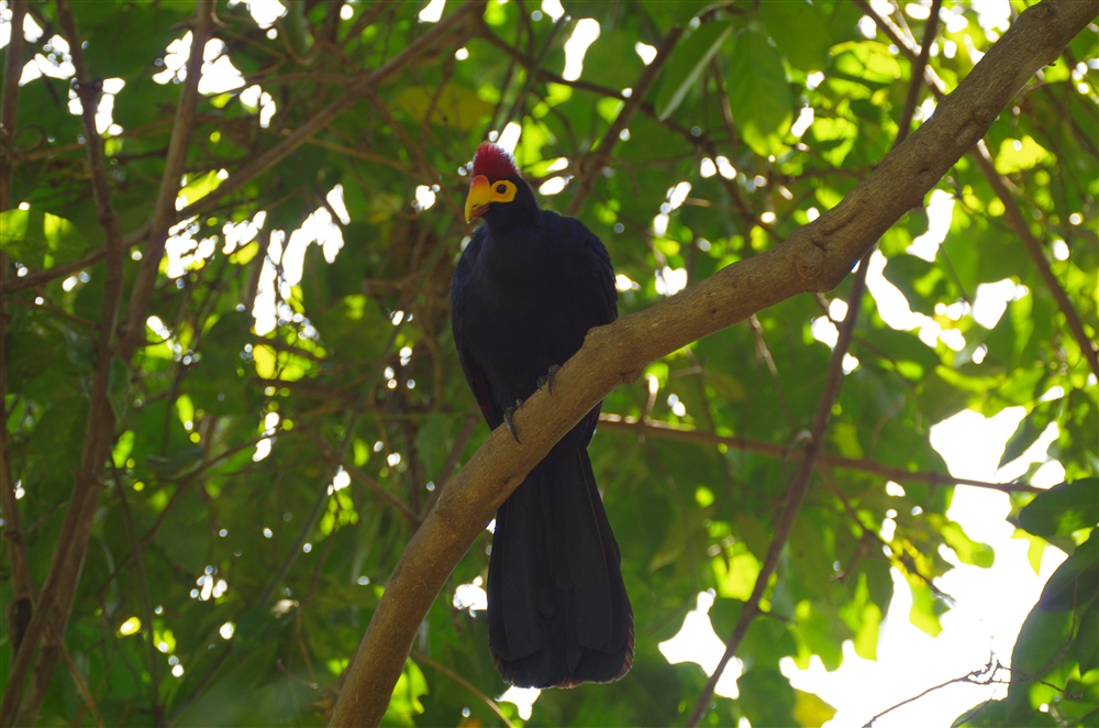 Ross's Turaco