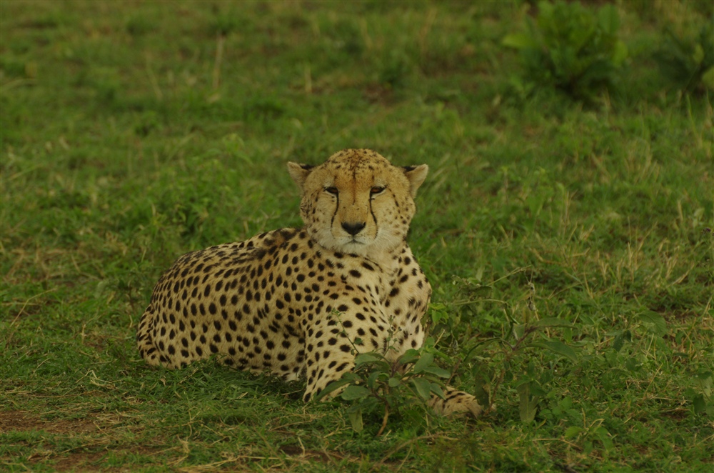 Cheetah
