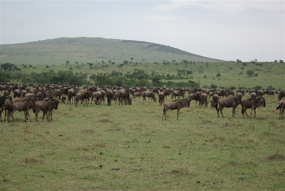 Wildebeest