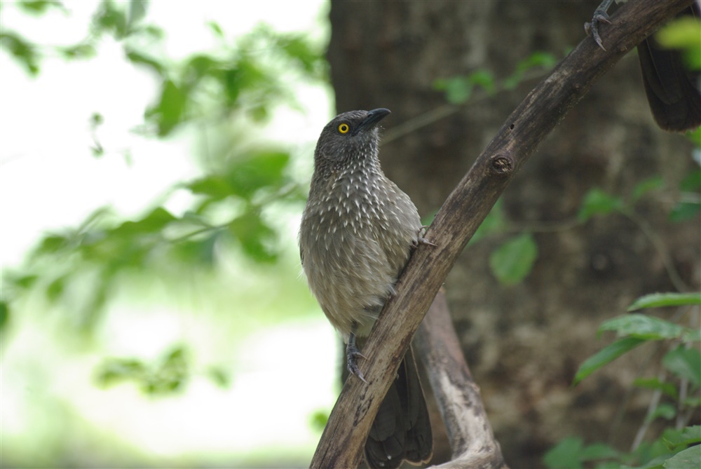 Arrow-marked Babbler