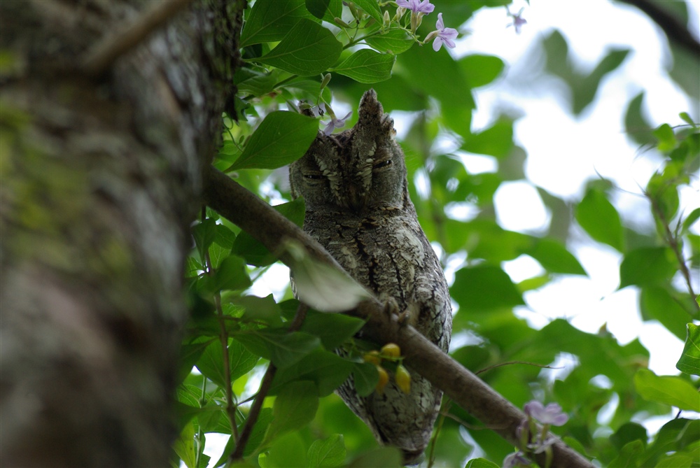 African Scops-Owl