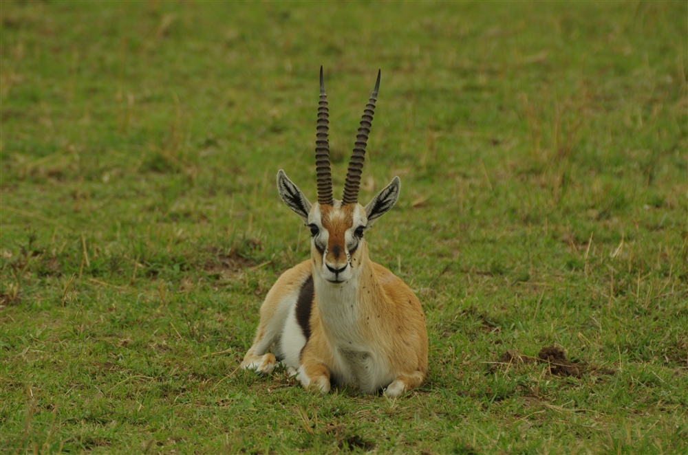 Thomson's Gazelle