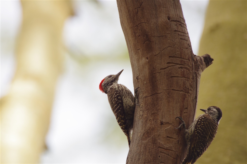 Cardinal Woodpecker