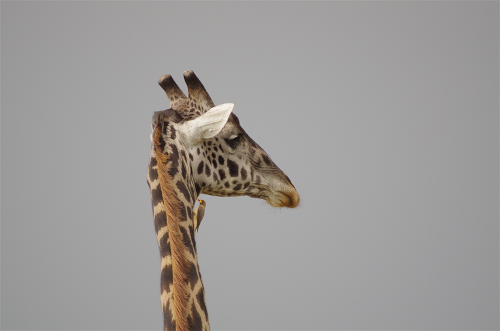 Masai Giraffe