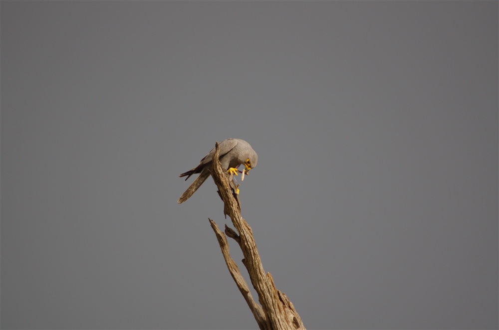 Grey Kestrel