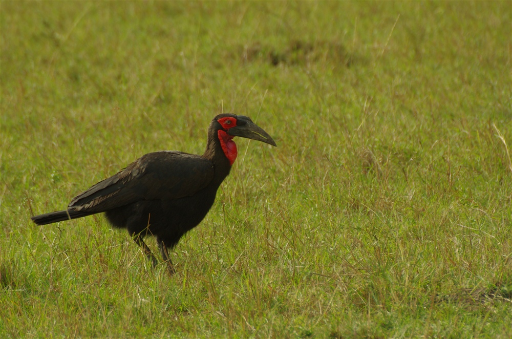 Southern Ground-Hornbill