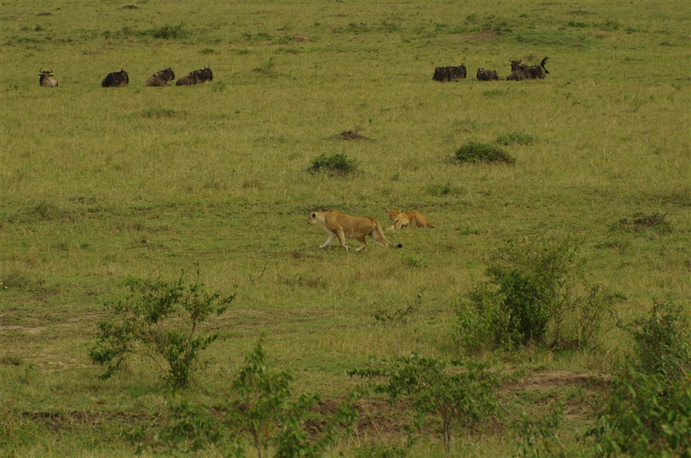 Lion