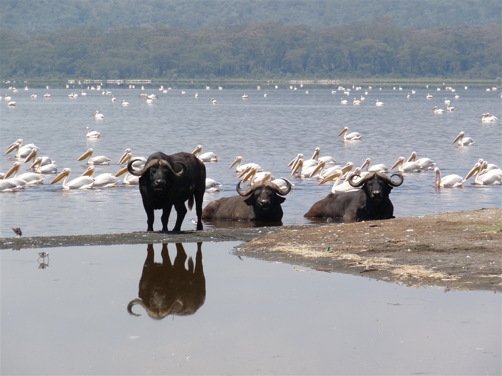 African Buffalo