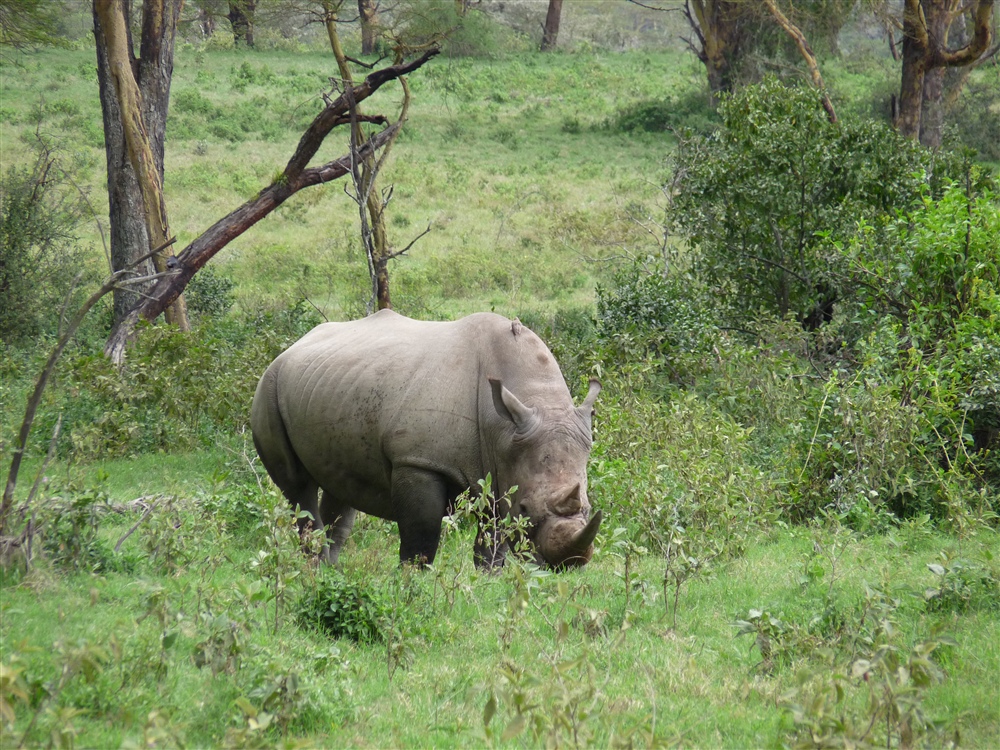 White Rhinoceros